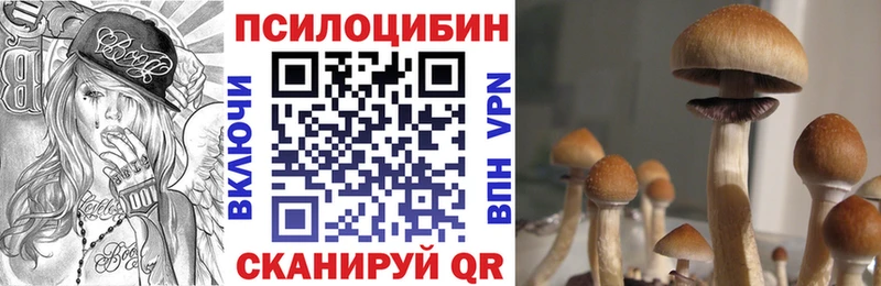 Псилоцибиновые грибы Psilocybine cubensis  Александров 